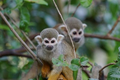 Deux singes « macacos de cheiro » en Amazonie brésilienne